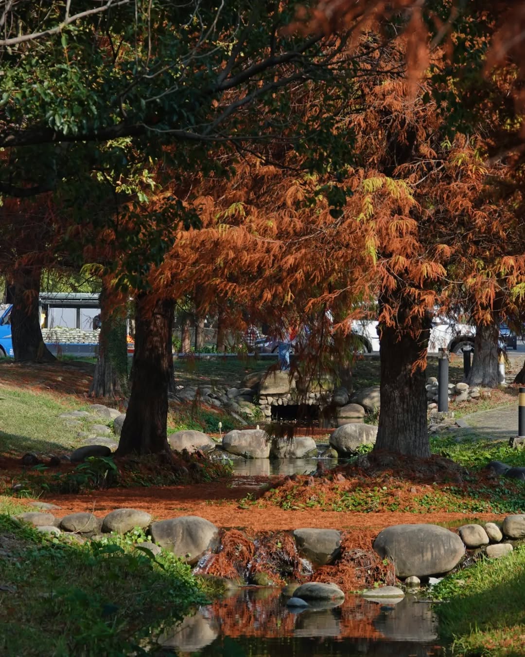 \ 感受秋冬最美的色彩-台中必拍的落羽松景点大公开 /