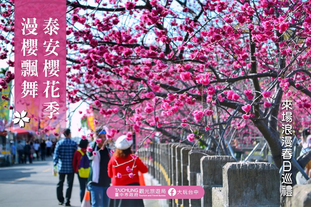 \到泰安樱花季来场浪漫的春日巡礼🌸 /