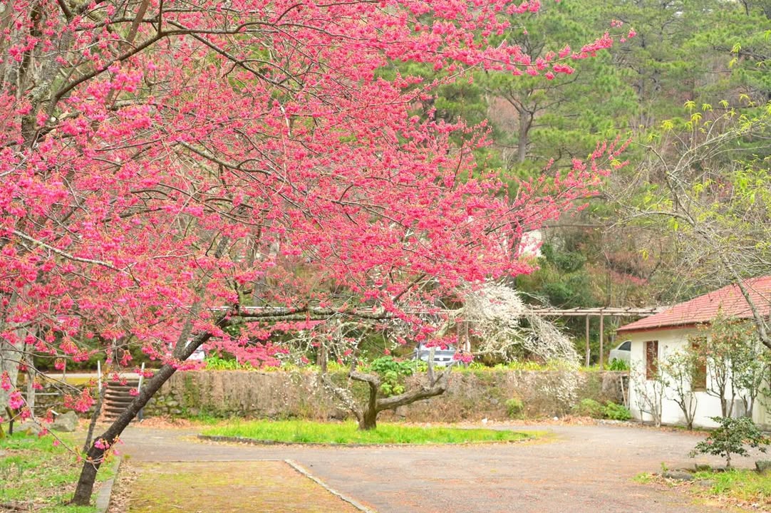 \福蛇迎春—赏樱最前线:武陵樱花祭美照🌸/
