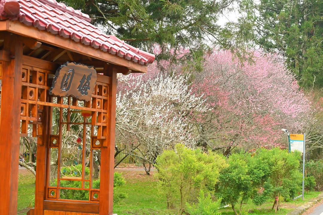 \樱花季来临!武陵樱花祭,一同来体验樱花之美/