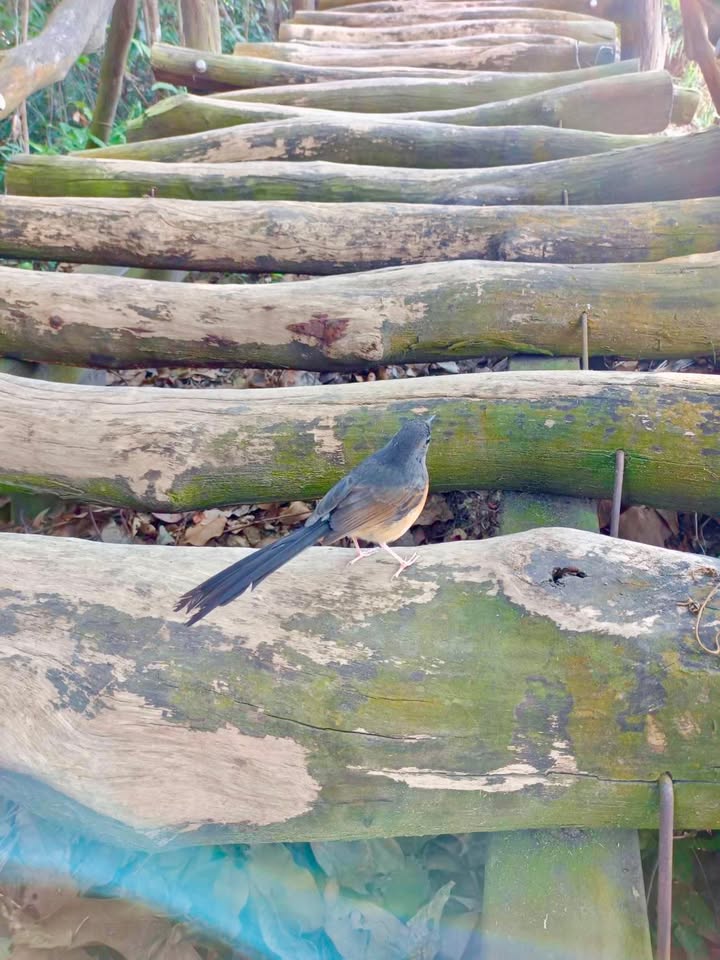 淡淡的三月天~三月到花香鸟鸣的3号鸟语步道🦜🦜🦜，与鸟儿来场不期而遇的邂逅吧!📷