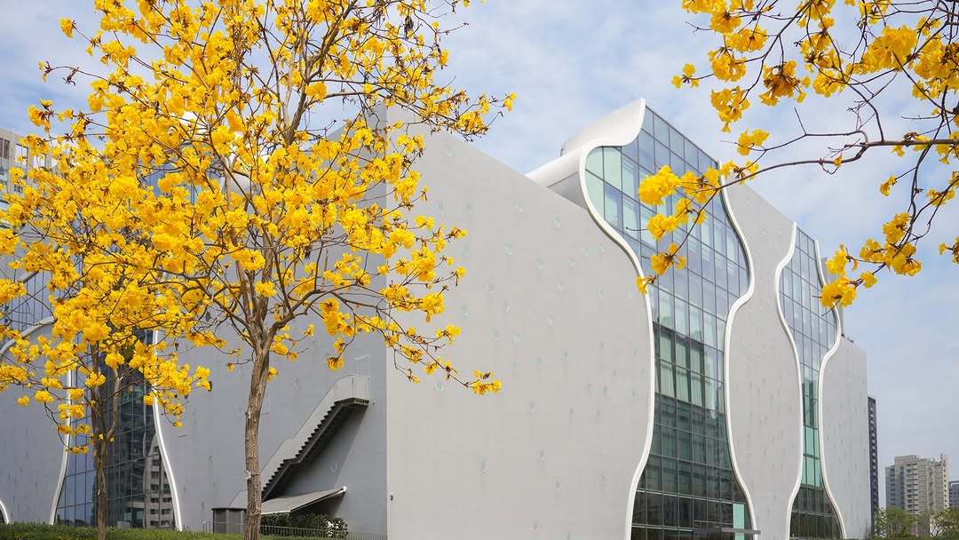 春意盎然🌼黃花風鈴木盛開,走進臺中最美的金黃隧道✨