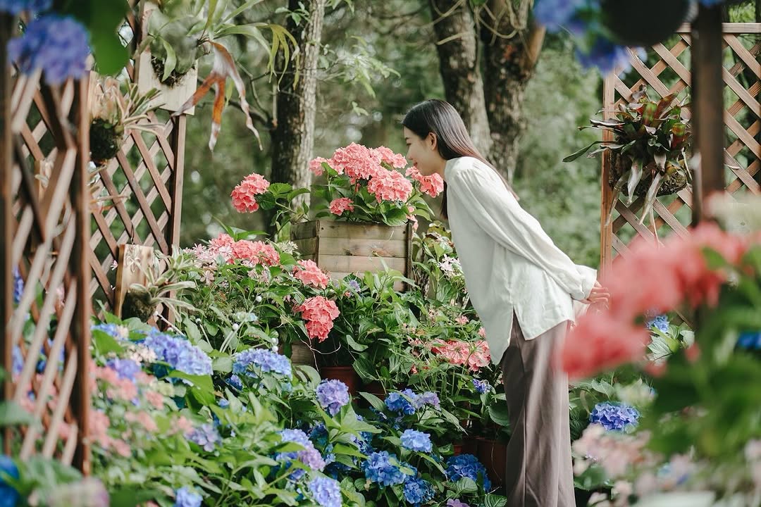 一秒進入童話世界,跟著繡球花走浪漫一回🏞️