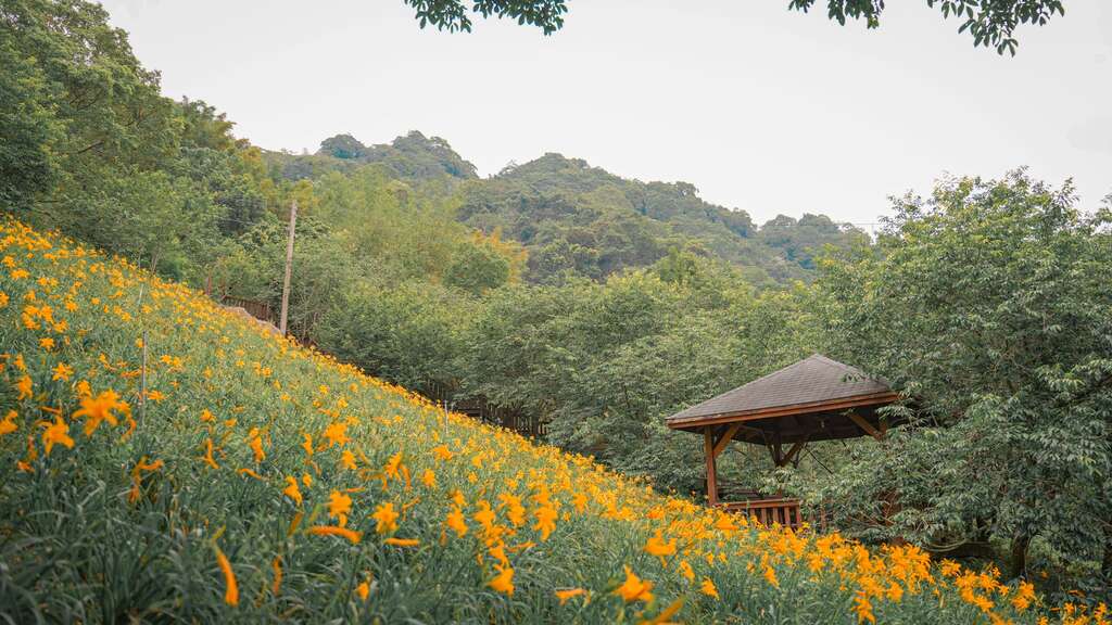 ＼六月花田散步地圖開啟！夏日限定賞花指南／