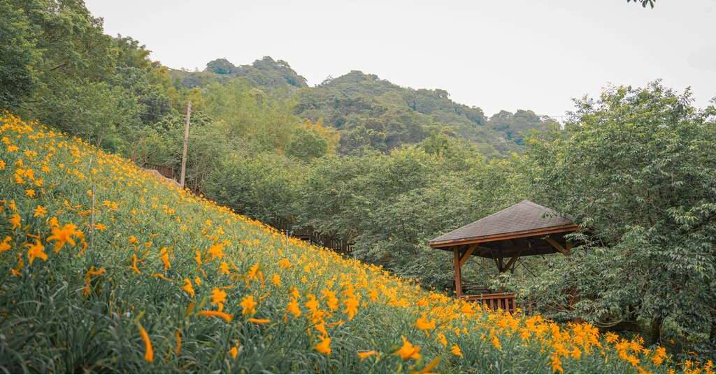 ＼六月花田散步地圖開啟！夏日限定賞花指南／