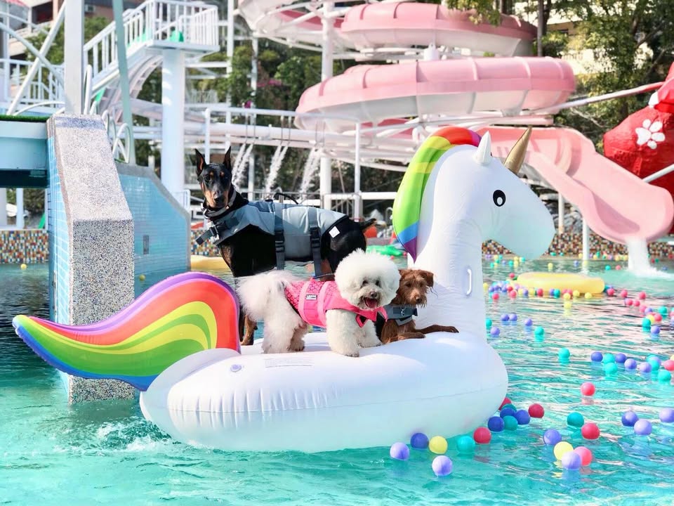 ＼ 清涼一夏☀️毛孩消暑新選擇～游泳初體驗！💦 ／