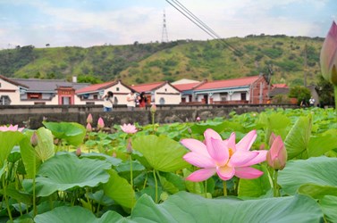 \ 一起莲着走🪷 台中半日赏花轻旅行提案 /