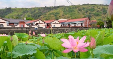粉白綠交織的夏日浪漫,在臺中四處綻放,蓮花控絕對不能錯過的4個景點!🪷✨