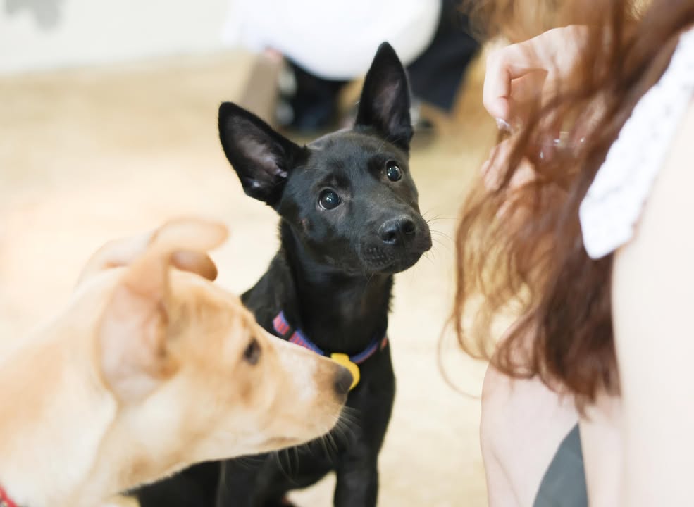 \国际流浪动物日🐾台中友善毛孩提案和浪浪同行/