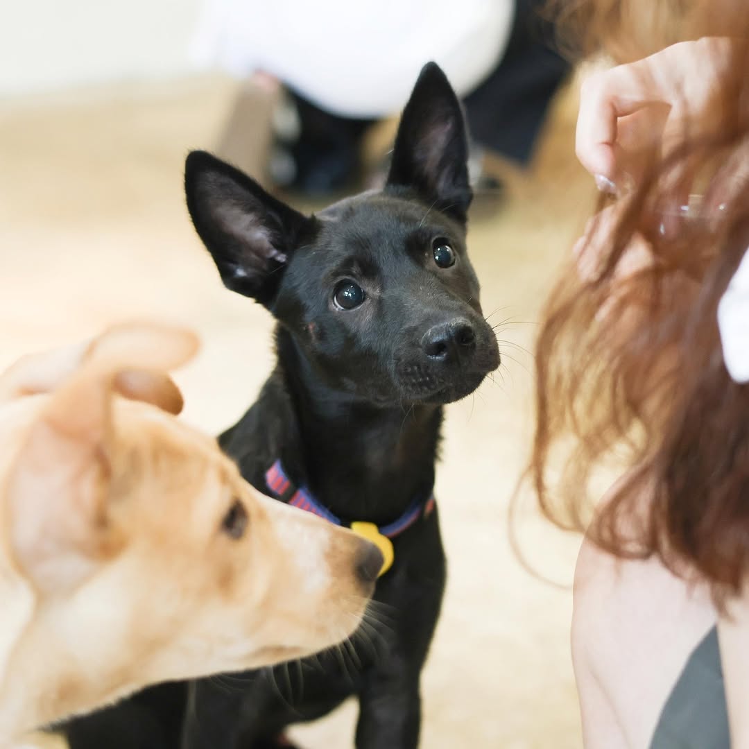 国际流浪动物日,为毛孩走一趟关怀之旅🐶