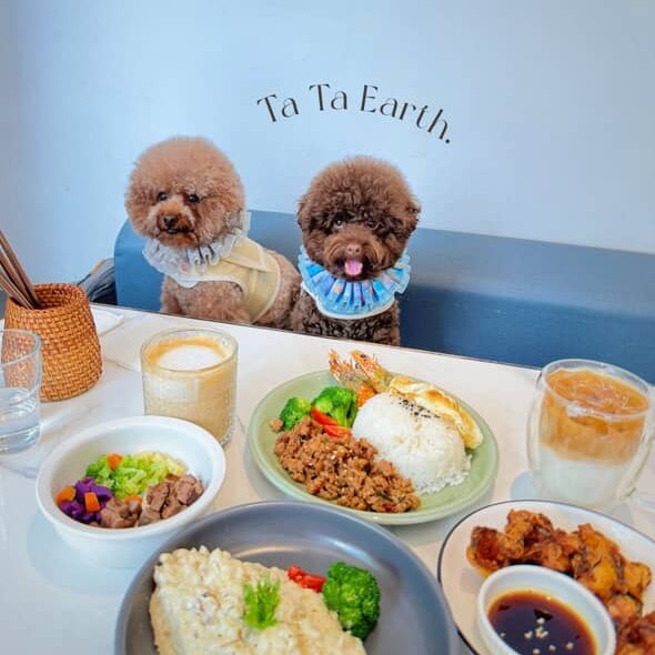 台中狗狗出游提案,尽情奔跑一起旅行🐾