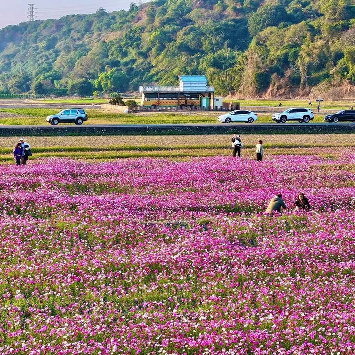 \走进花海里🌸把台中的温柔风景收进相机/