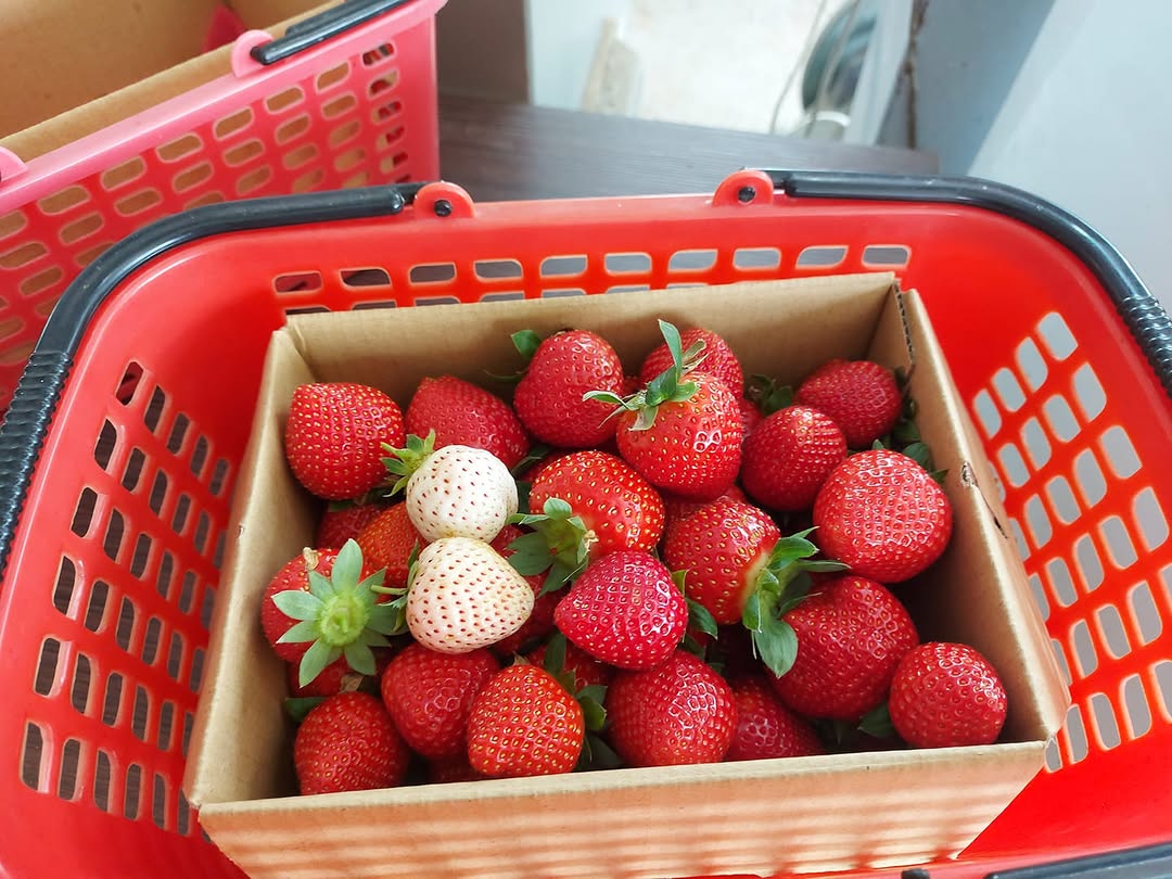草莓季来了🍓潭雅神草莓地图全攻略，不用冲大湖也能采爆红咚咚草莓！