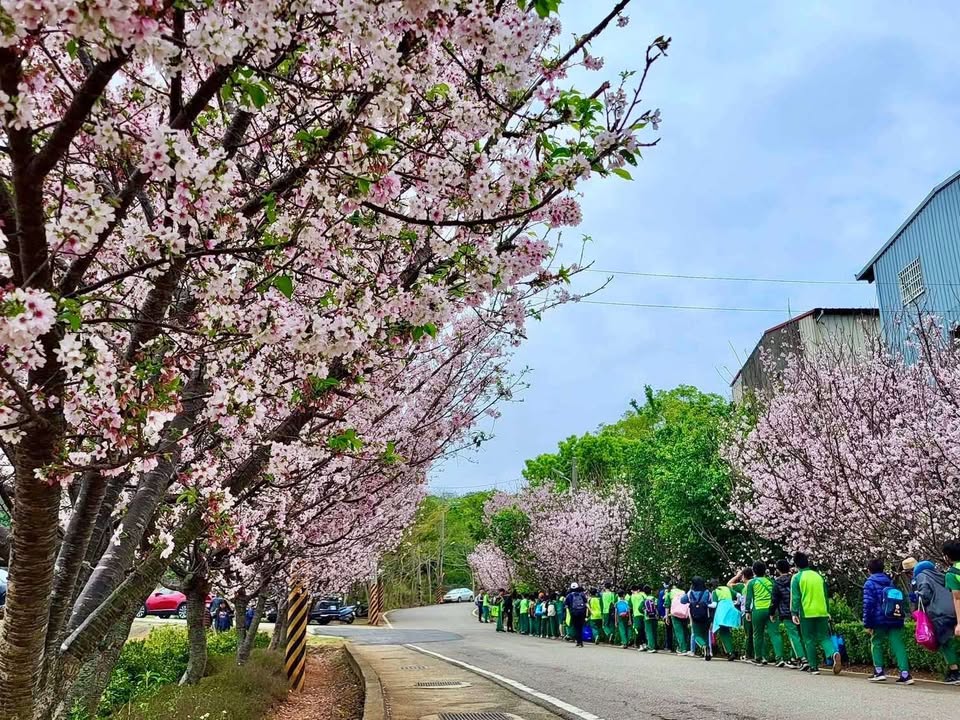 \ 粉色季节报到🌸台中樱花散步提案4选 /