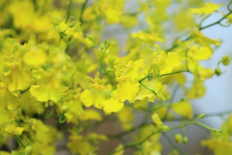 台中文心蘭照片