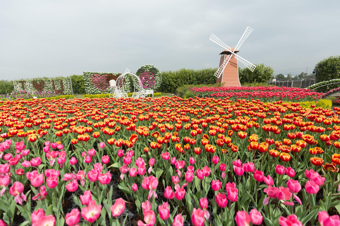 中社观光花市-风车
