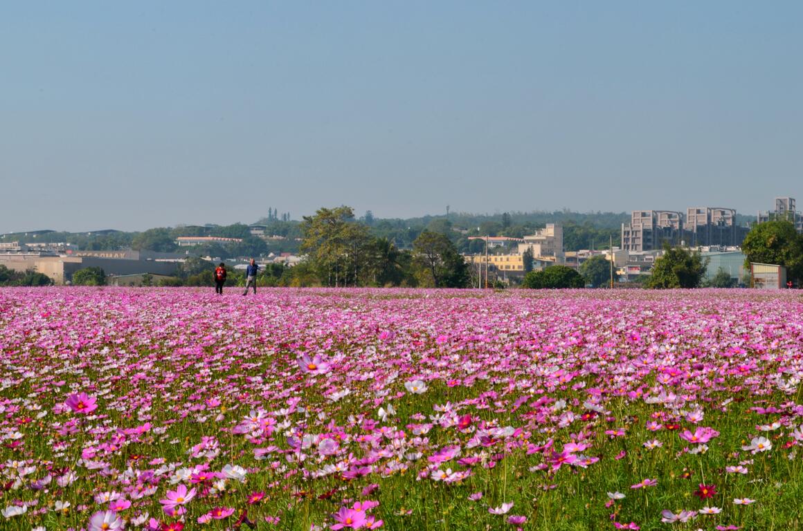 2020年春節去哪裡？台中景點報你知！(賞花篇)