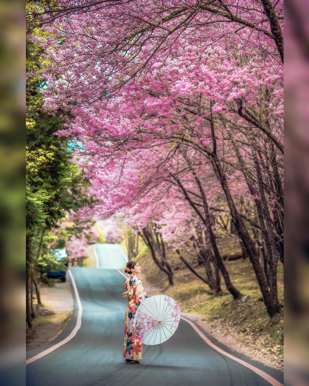 连假来一趟浪漫粉色之旅，台中樱花景点大公开！