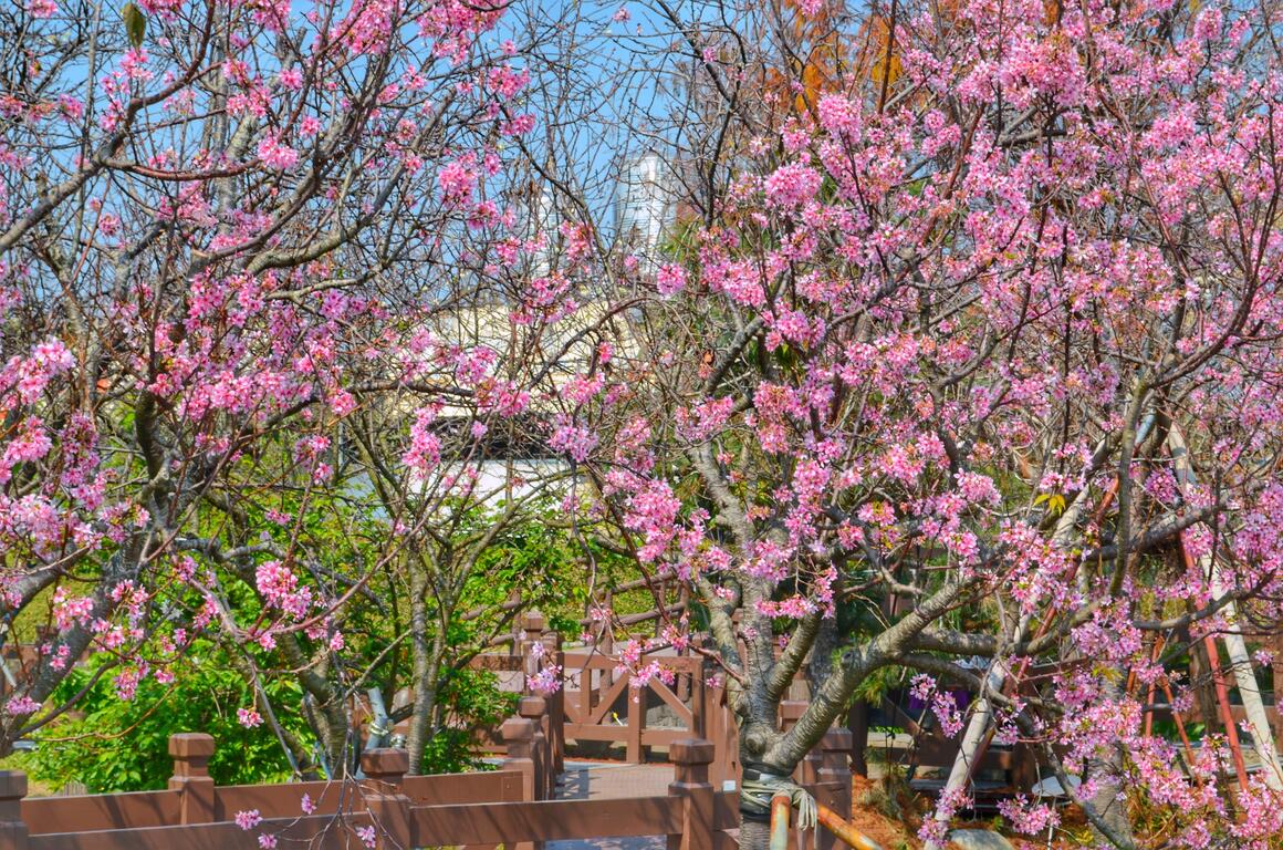 连假来一趟浪漫粉色之旅，台中樱花景点大公开！