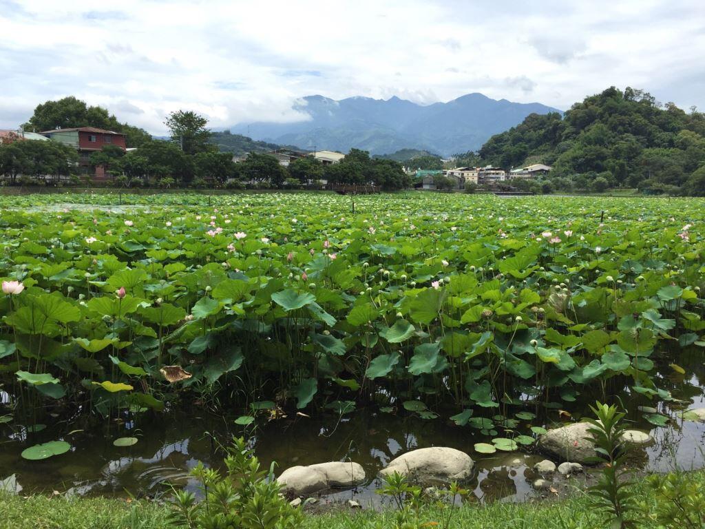 【台中东势】客家山城,赏荷、赏萤火虫景点懒人包!