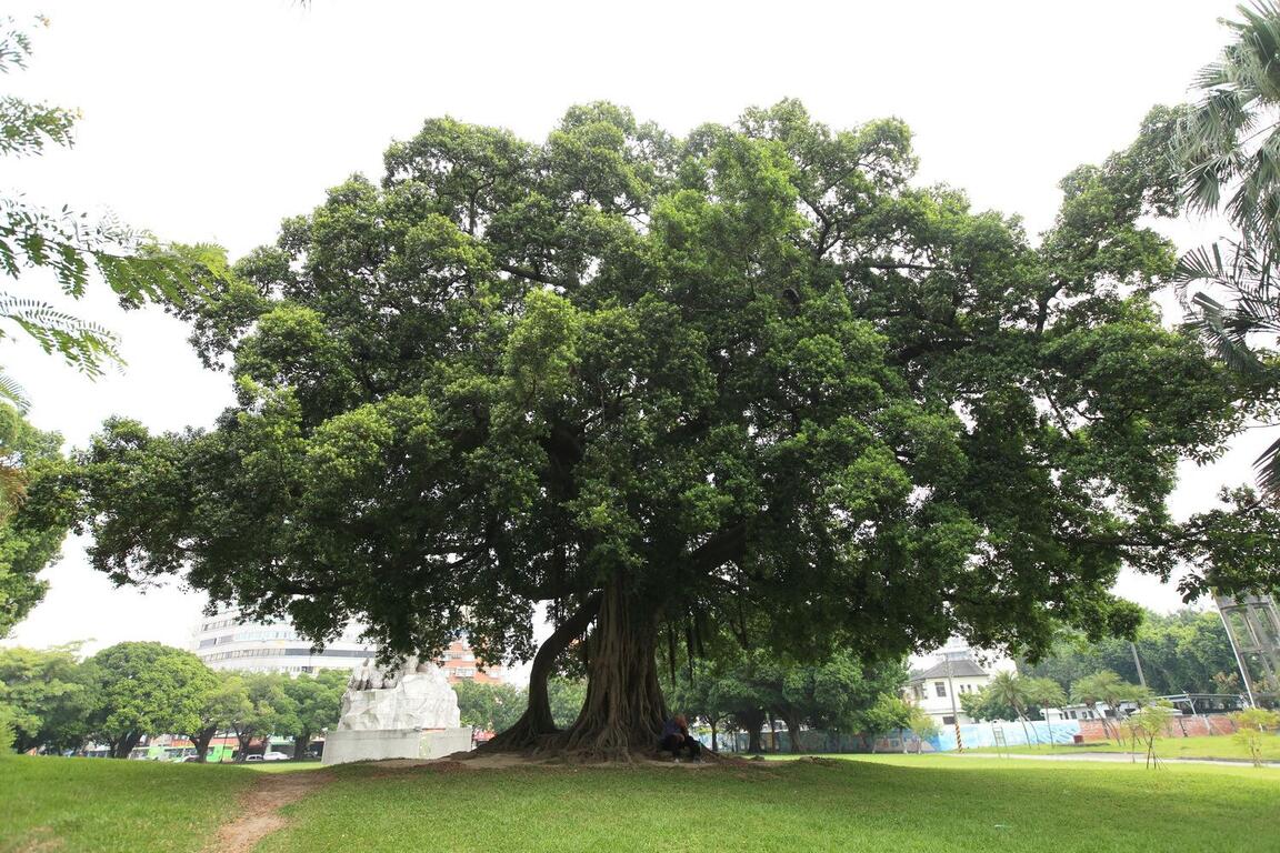 台中公园-大树