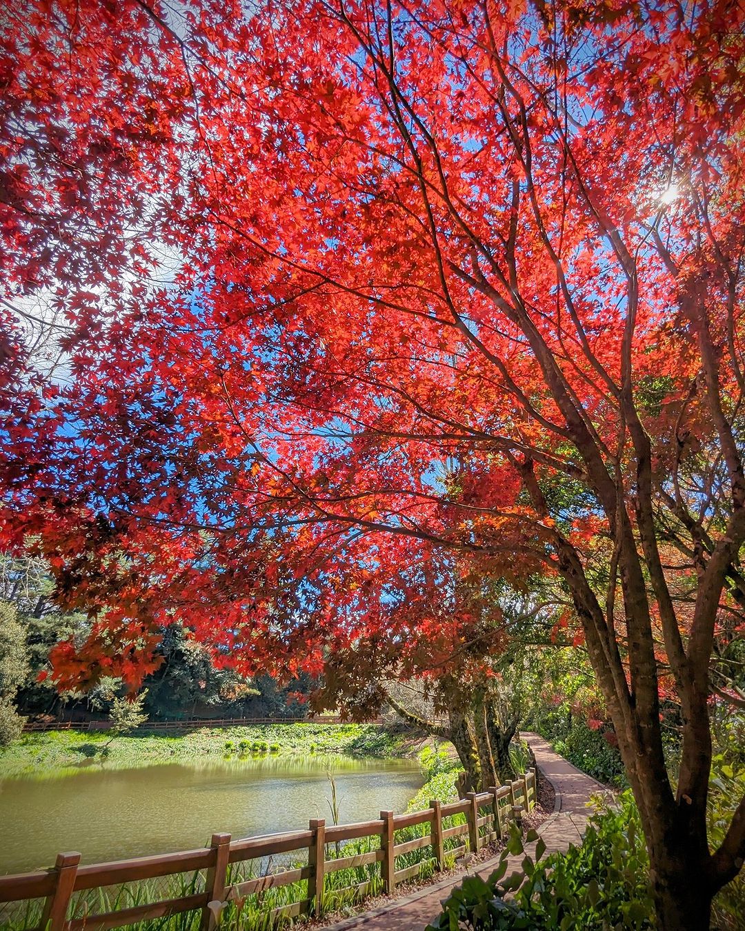 楓葉季登場！到臺中最佳賞楓點欣賞秋天美景吧！